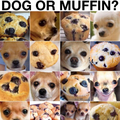 Muffin o Perro