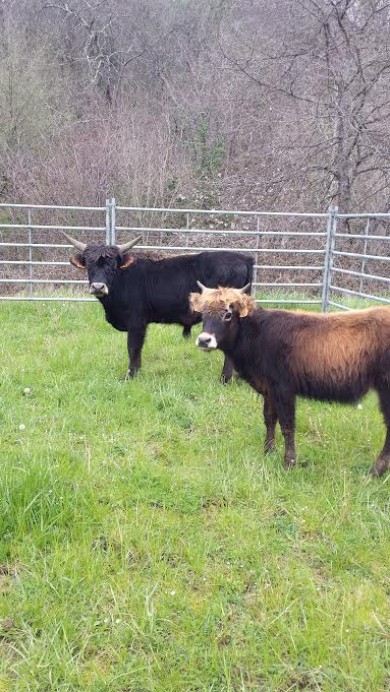 Dos ejemplares de neouros llegan al Parque de la Prehistoria de Teverga
