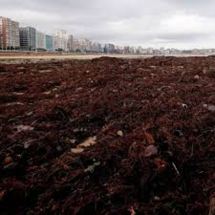 IU y Podemos piden que se suspenda la extracción de ocle con barcos hasta que un estudio riguroso determine si es un método sostenible medioambientalmente