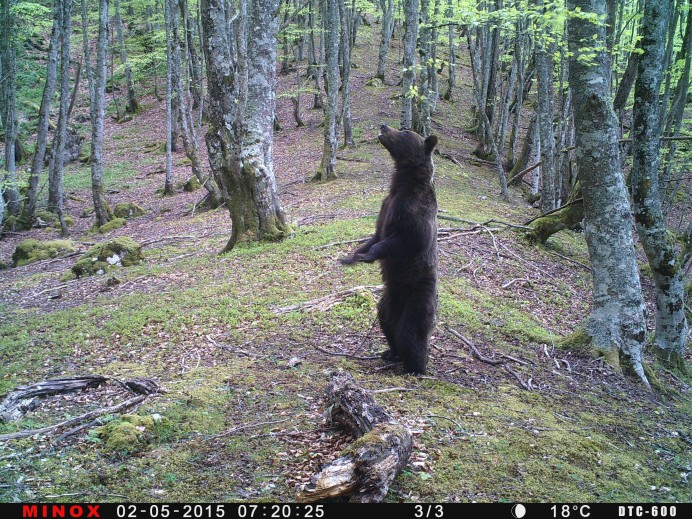 FAPAS y el Ayuntamiento de Oviedo presentan un proyecto para el seguimiento de osos y lobos en el concejo
