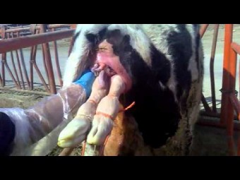 Accidente laboral en Ribadesella Accidente laboral en Ribadesella