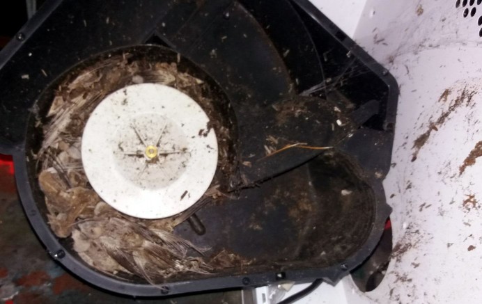 Cerca de 40 pájaros obstruyen una campana extractora en Pernús