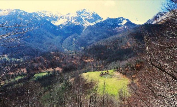 El Principado amenaza el bosque de Peloño