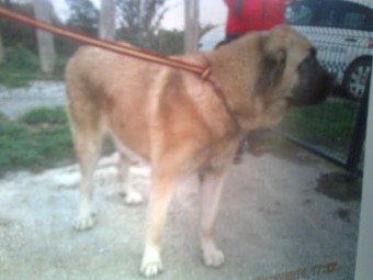 Masivo abandono de perros en Colunga