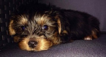 Nuevo robo de perros en Ribadesella