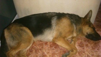 Desaparecida en Bueño cachorrina pastor alemán