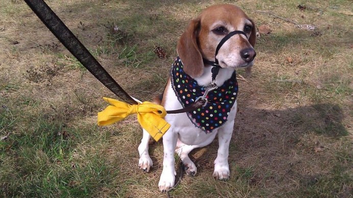 Proyecto Perro Amarillo