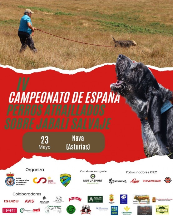 Nava se convierte en epicentro nacional con el IV Campeonato de Perros Atraillados sobre Jabalí