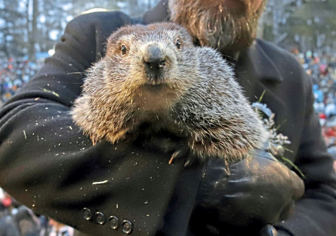 Phil, la marmota, predice un largo invierno