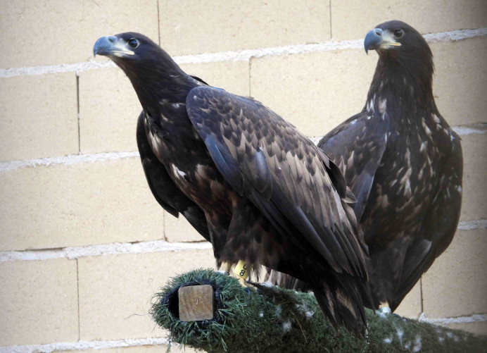 El Principado inicia un proyecto de reintroducción de pigargos europeos en el oriente de Asturias