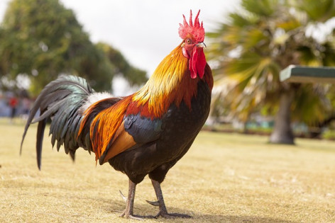 PACMA denuncia el uso de un gallo y un conejo vivos usados como premios en un campeonato de bolos en Caravia