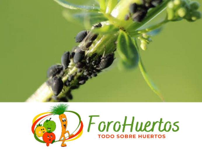 Mayo, el mes de las plagas