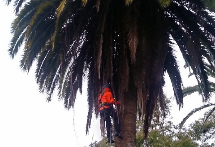 Poda de palmeras en el Parque de Colunga