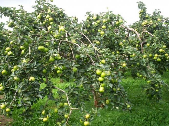 El Principado apoya con 149.276 euros a 80 productores para combatir la vecería de los manzanos en 239 hectáreas