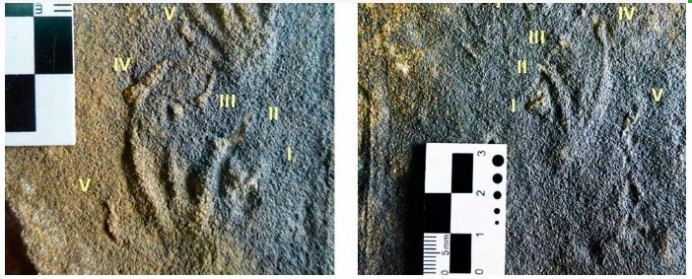 El Museo del Jurásico de Asturias documenta en Villaviciosa los primeros rastros de lagartos jurásicos de Europa