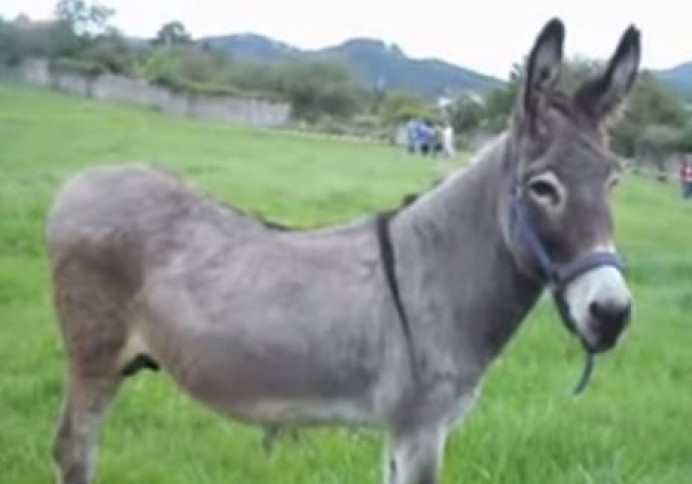 Numero premiado del sorteo de San Hilarión