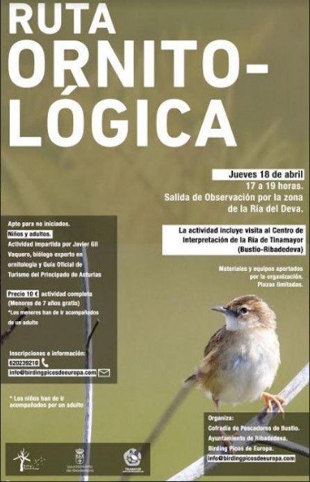 Ruta ornitológica en Ribadedeva