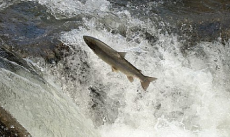 El Principado comienza las repoblaciones de salmón en los ríos del Parque Natural de Ponga