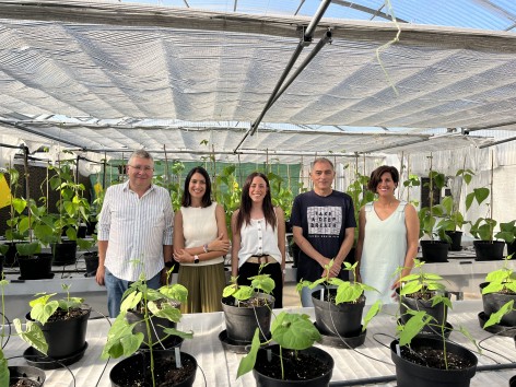 El Serida obtiene el primer genoma completo de la faba granja asturiana y abre una nueva etapa en su mejora genética