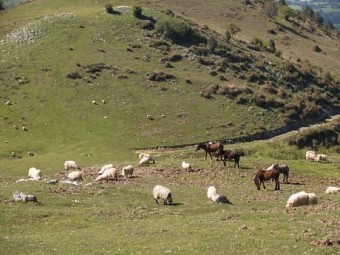 Prindado de reses en los pastos de El Sueve