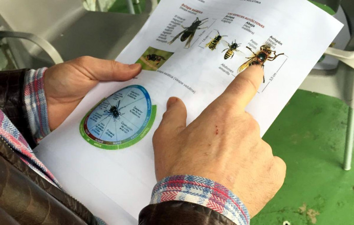 Llanes, Plan municipal de lucha contra la avispa asiática