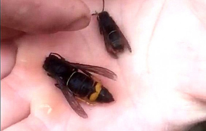 Trampeo complementario Plan Control Avispa Velutina Llanes