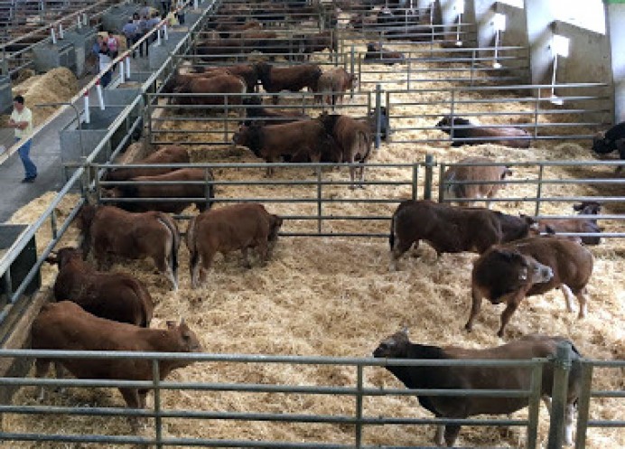 Desarrollo Rural colabora en el lanzamiento de una plataforma virtual para la venta directa de ganado desarrollada por una firma asturiana