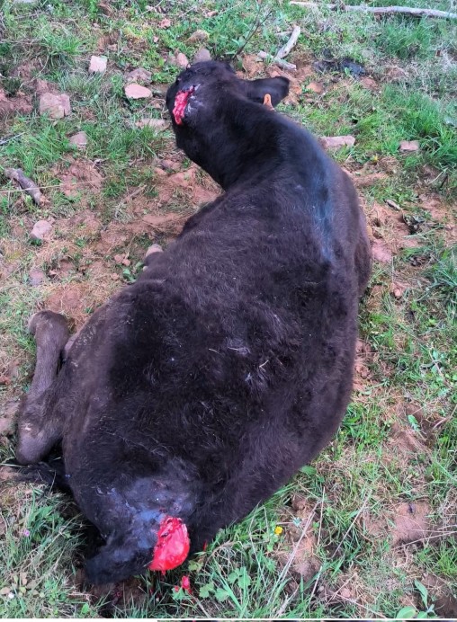 USAGA denuncia que el Gobierno evita abordar el problema del lobo mientras Asturias registra casi 4.000 reses afectadas