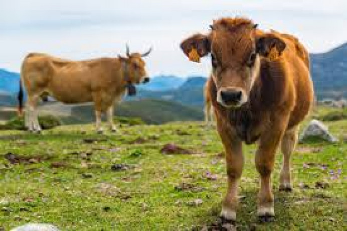 XXIII Concurso comarcal de ganado vacuno Ntra. Sra. de Loreto - Colunga