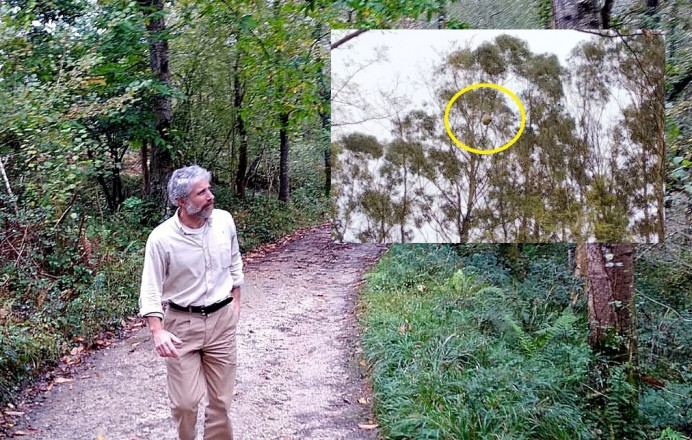 Concejo Llanes, retirados más de 196 nidos vespa velutina