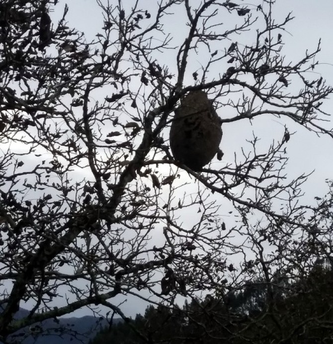 Resultado de los trampeos de vespa velutina en Colunga y Asturias