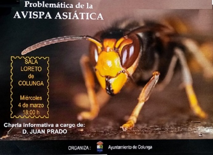 Problemática de la avispa asiática