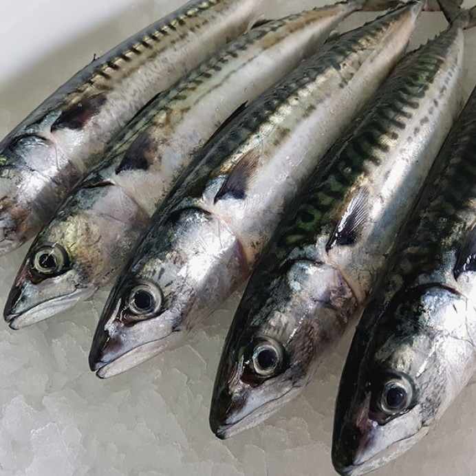 FORO Colunga: Sobre la costera de la xarda