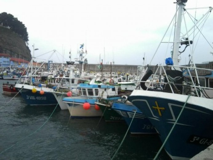 Asturias inicia la costera de la xarda con una cuota de 1.750.000 kilos y la participación de 165 embarcaciones