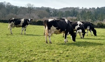 Posada de Llanes celebra el domingo la Feria de Ganado de Santa Lucía
