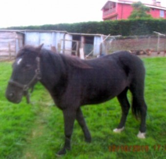 Recogida en Luces yegua de raza Asturcón