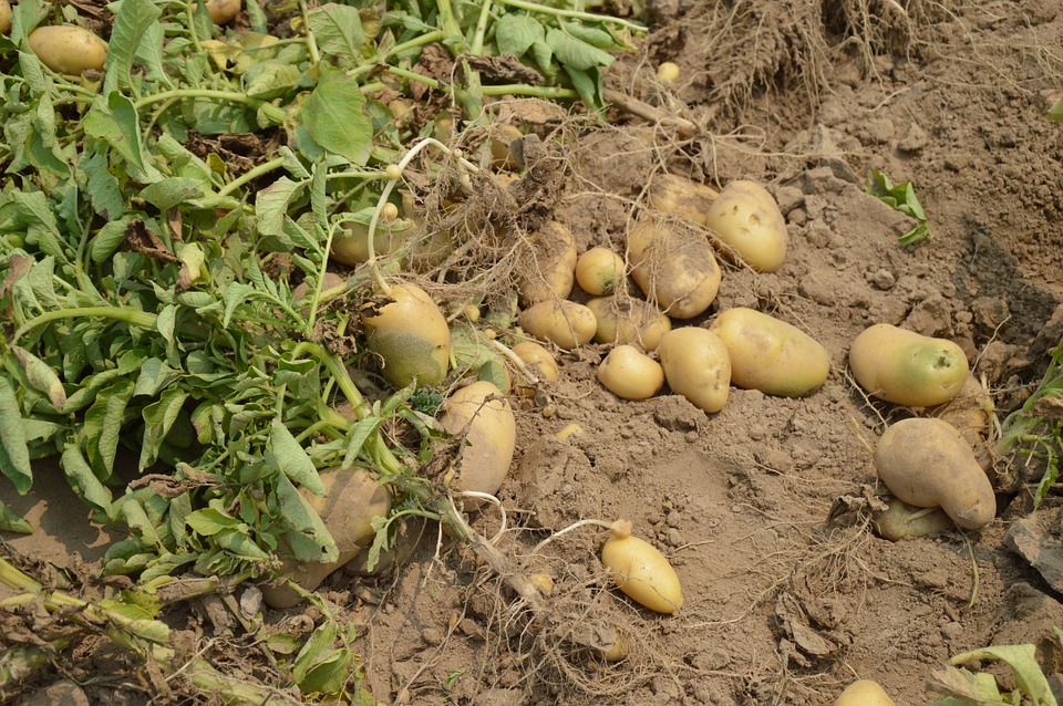 El Principado levantará en 2021 la prohibición de cultivar patata en todo el territorio, excepto en San Tirso de Abres y Vegadeo El Principado levantará en 2021 la prohibición de cultivar patata en todo el territorio, excepto en San Tirso de Abres y Vegadeo